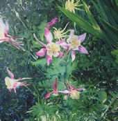 Aquilegia