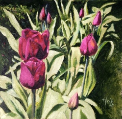 Spring Tulips