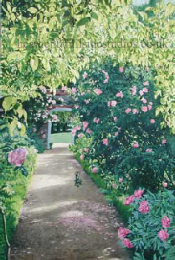 English Rose Garden